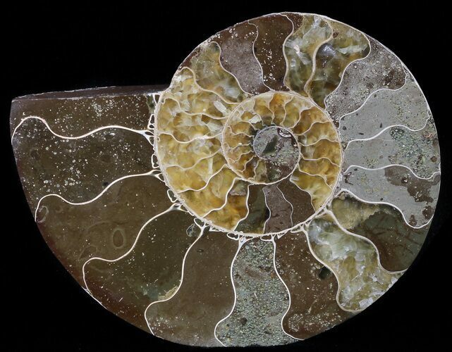 Agatized Ammonite Fossil (Half) #56325